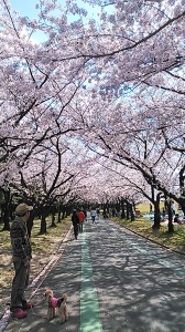 庄内緑地　桜並木